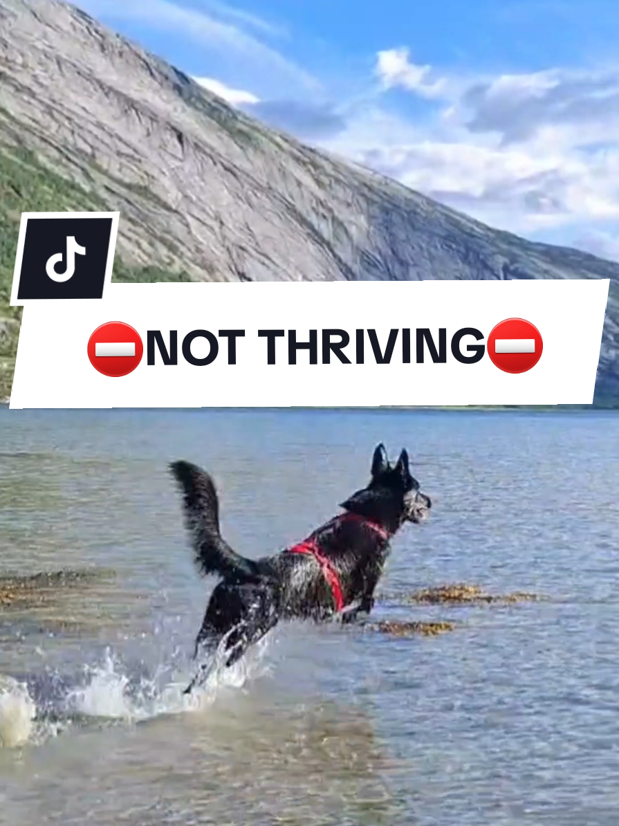 @offbrandgsd