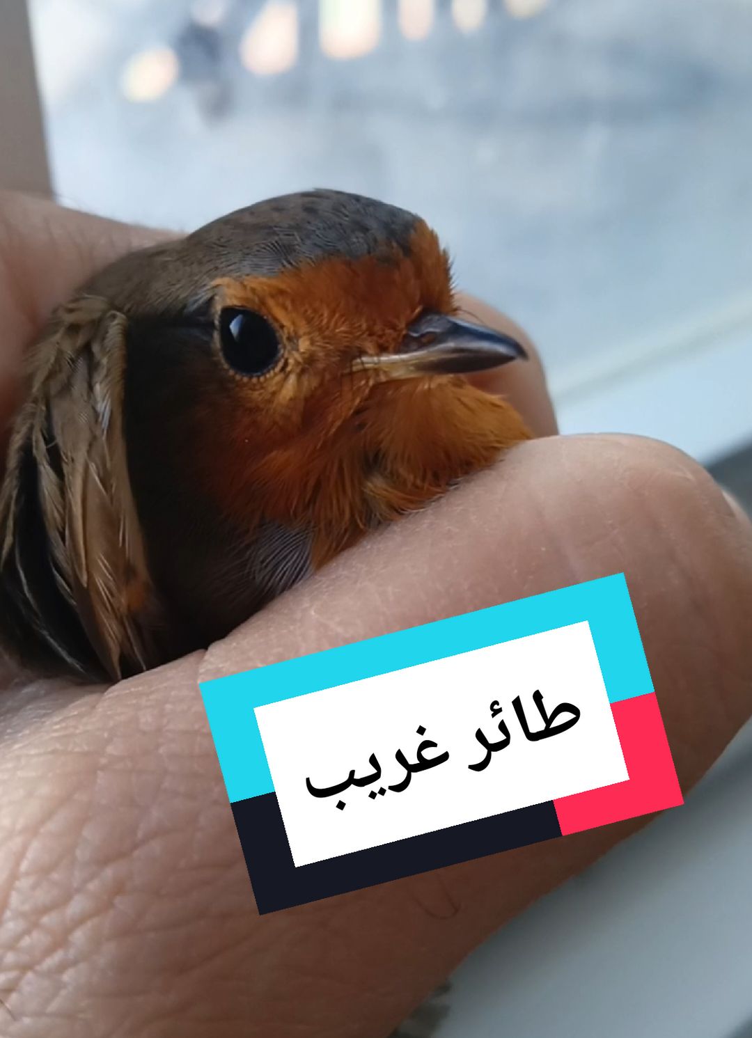 @Abu Elaf