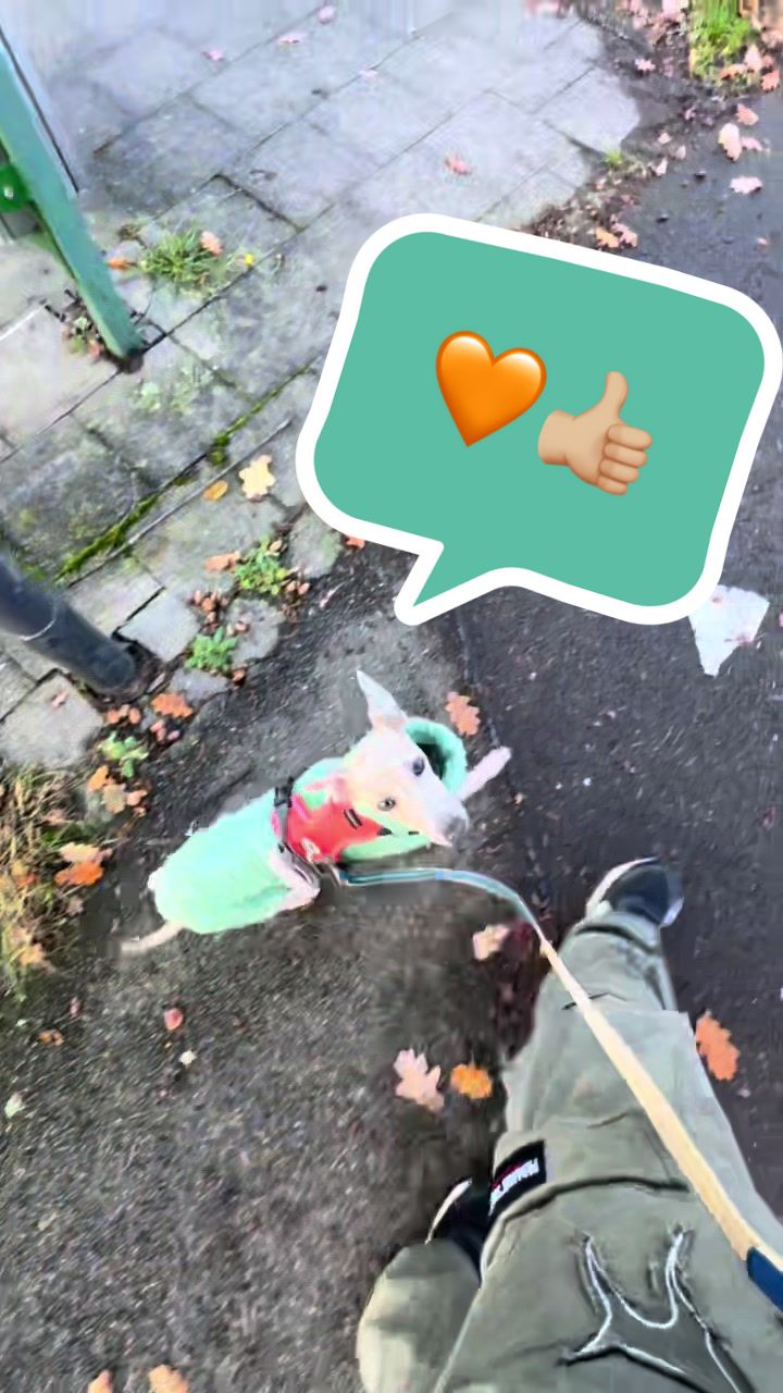 @poo.iggy.ontour