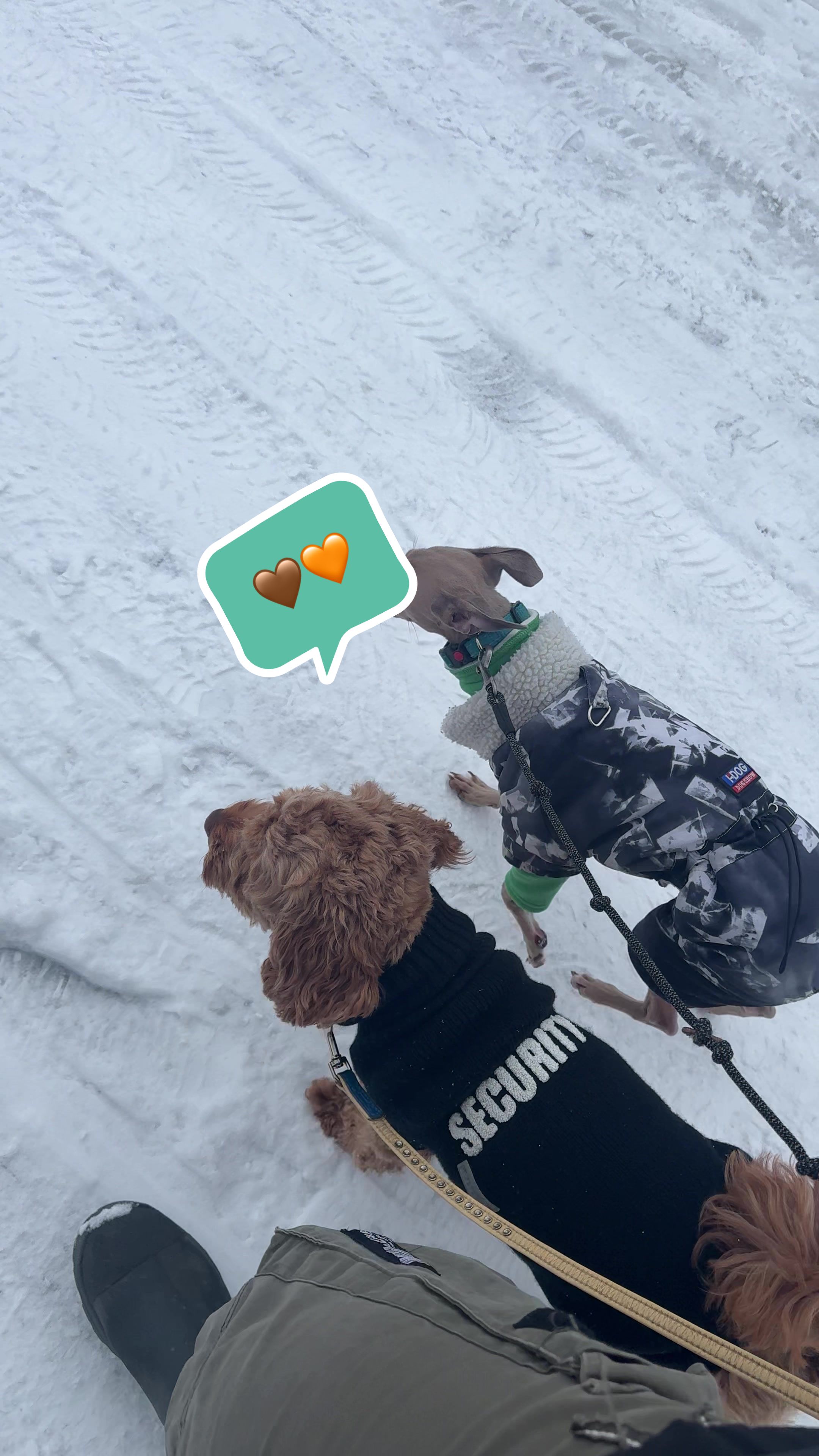 @poo.iggy.ontour