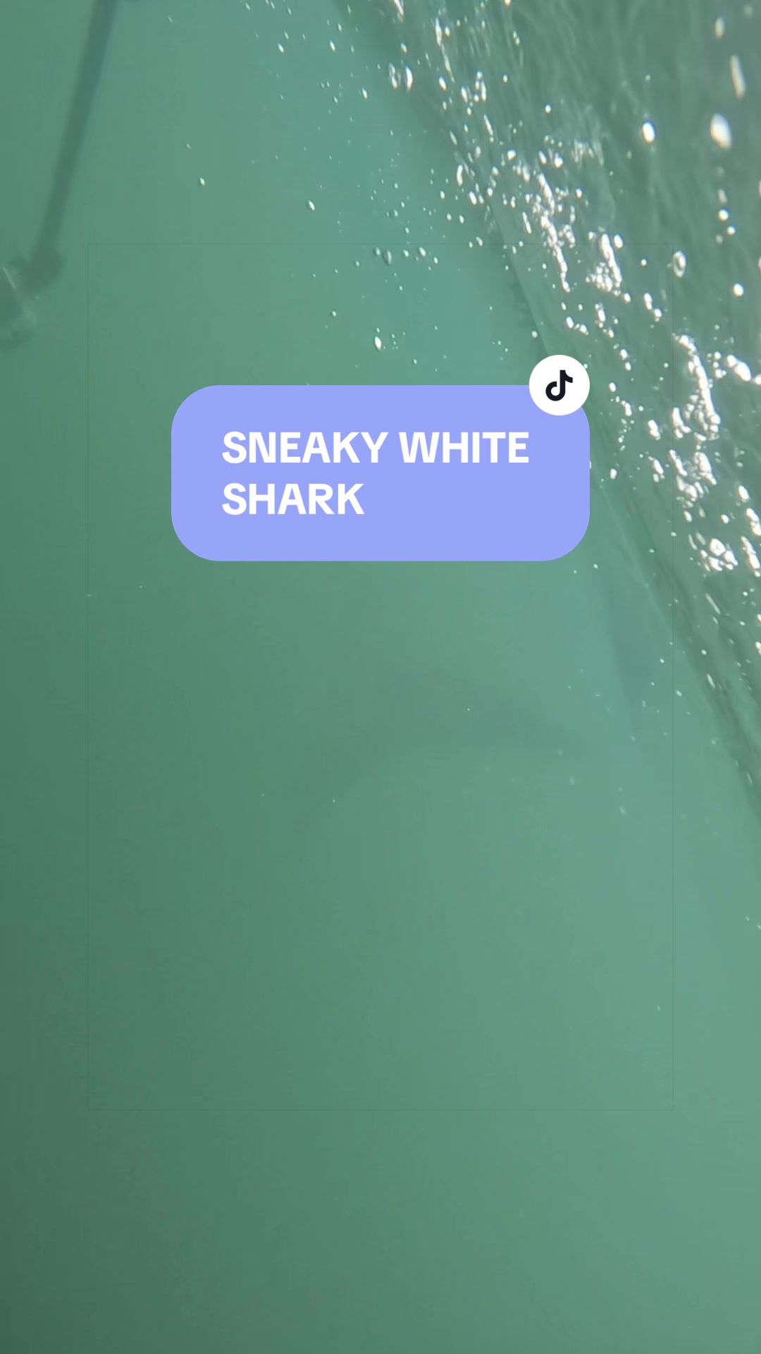 @SCUBA&ensp;DAN&ensp;🦈