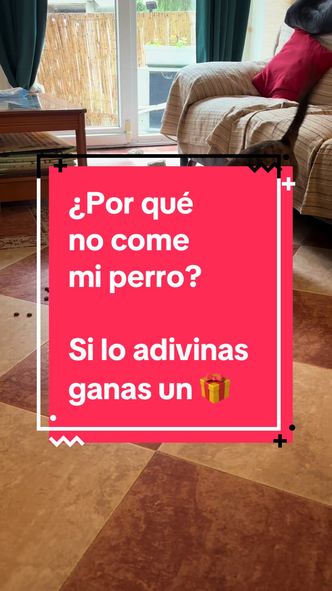 @adican_adiestradorcanino