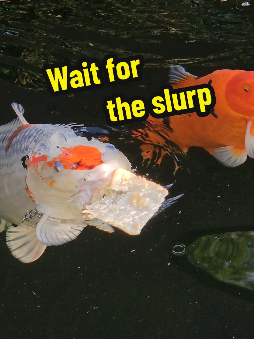@Discus and Koi fish