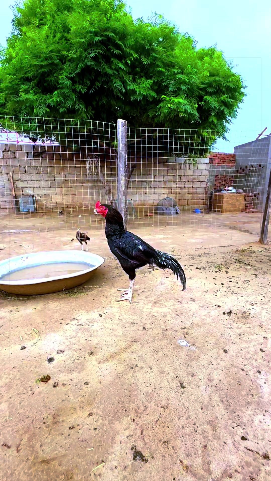 @Poultry Markaz