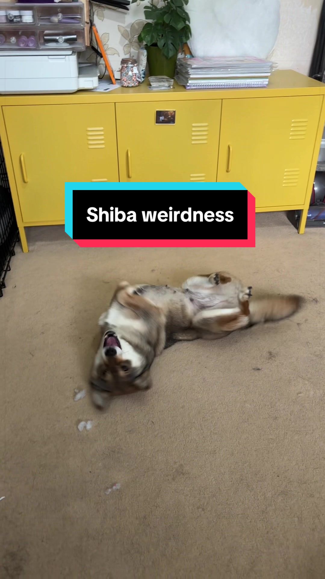 @Life with Shibas