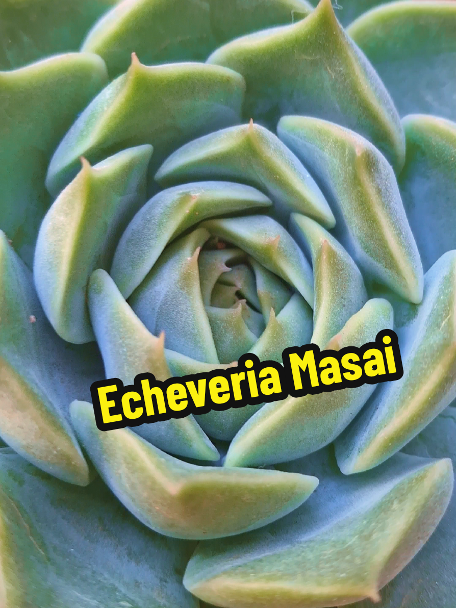 @Succulent_ninja