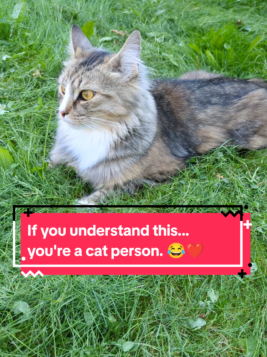 @The Cutest Cats Ever