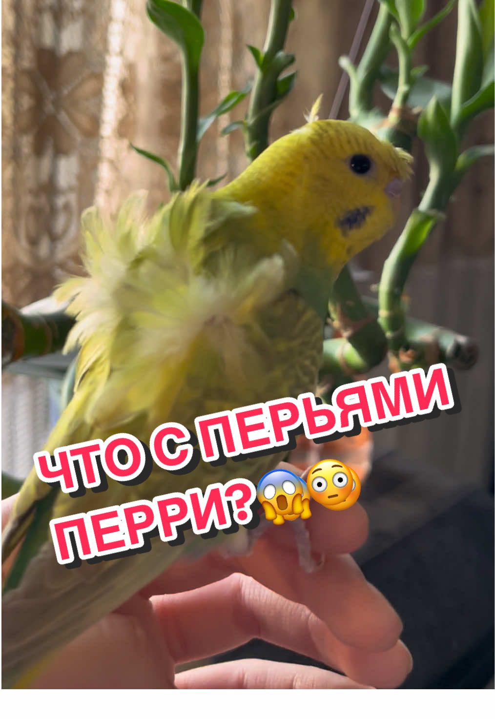 @🦎❤️Геля и питомцы❤️🦎