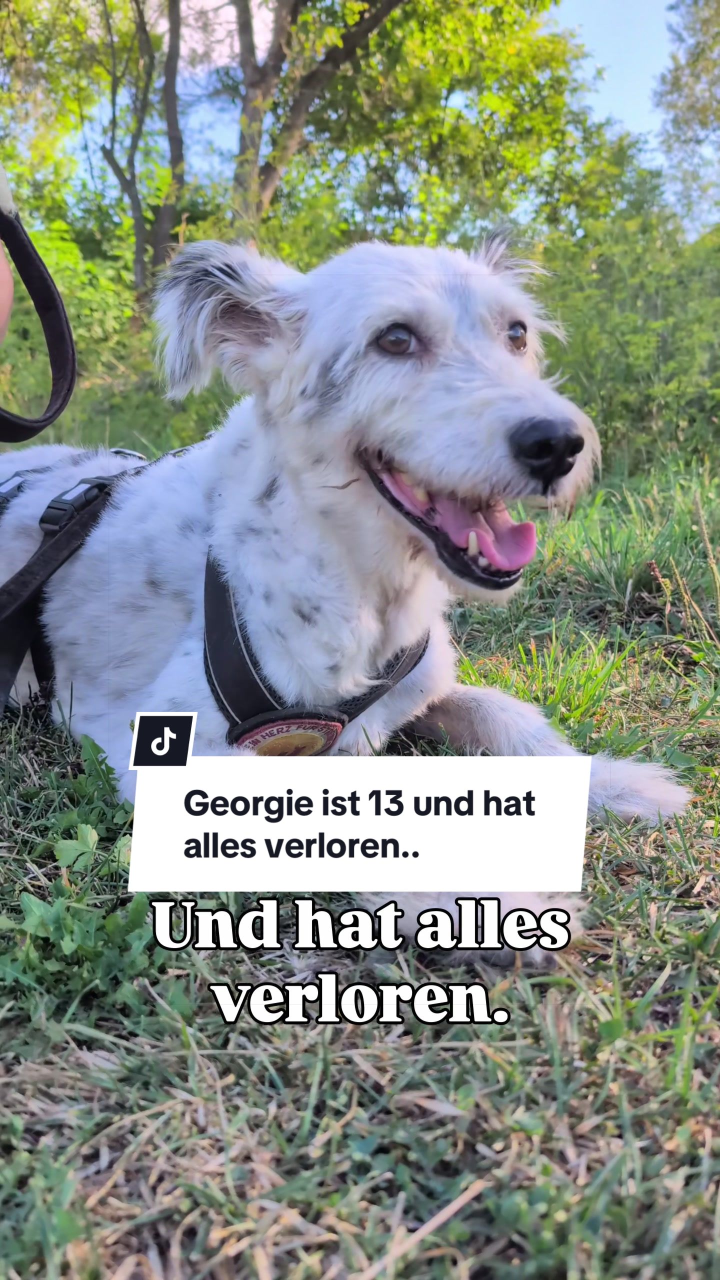@Ein Herz für Streuner e.V.