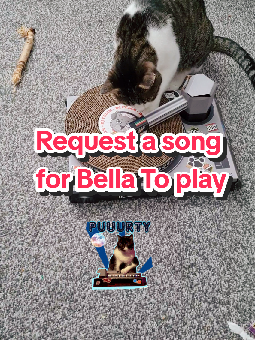 @🦁💚Mehnaz/Bella cat💚🦁