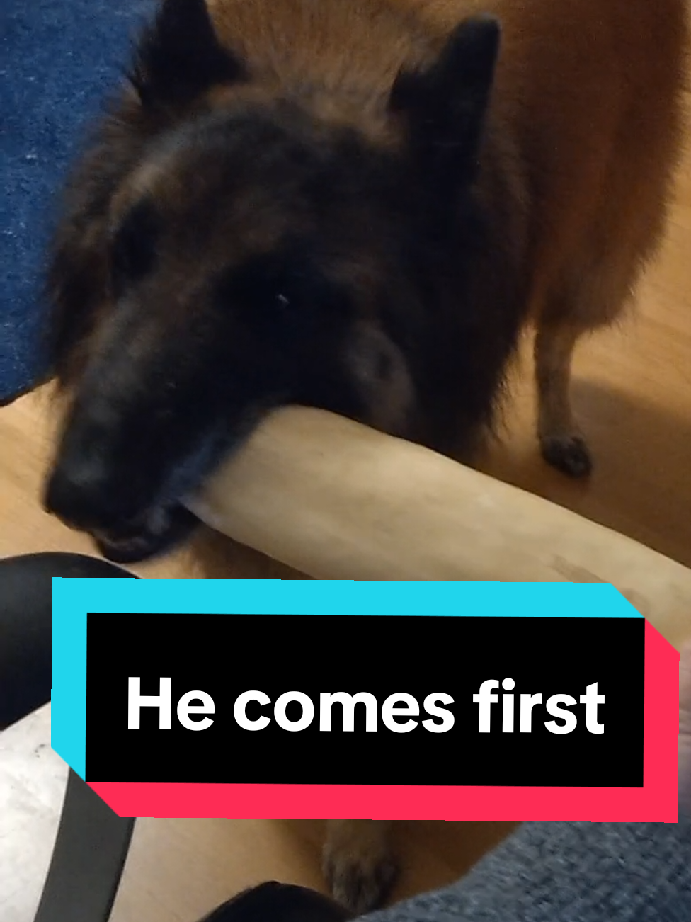@Fenix-Tervueren AssistanceDog