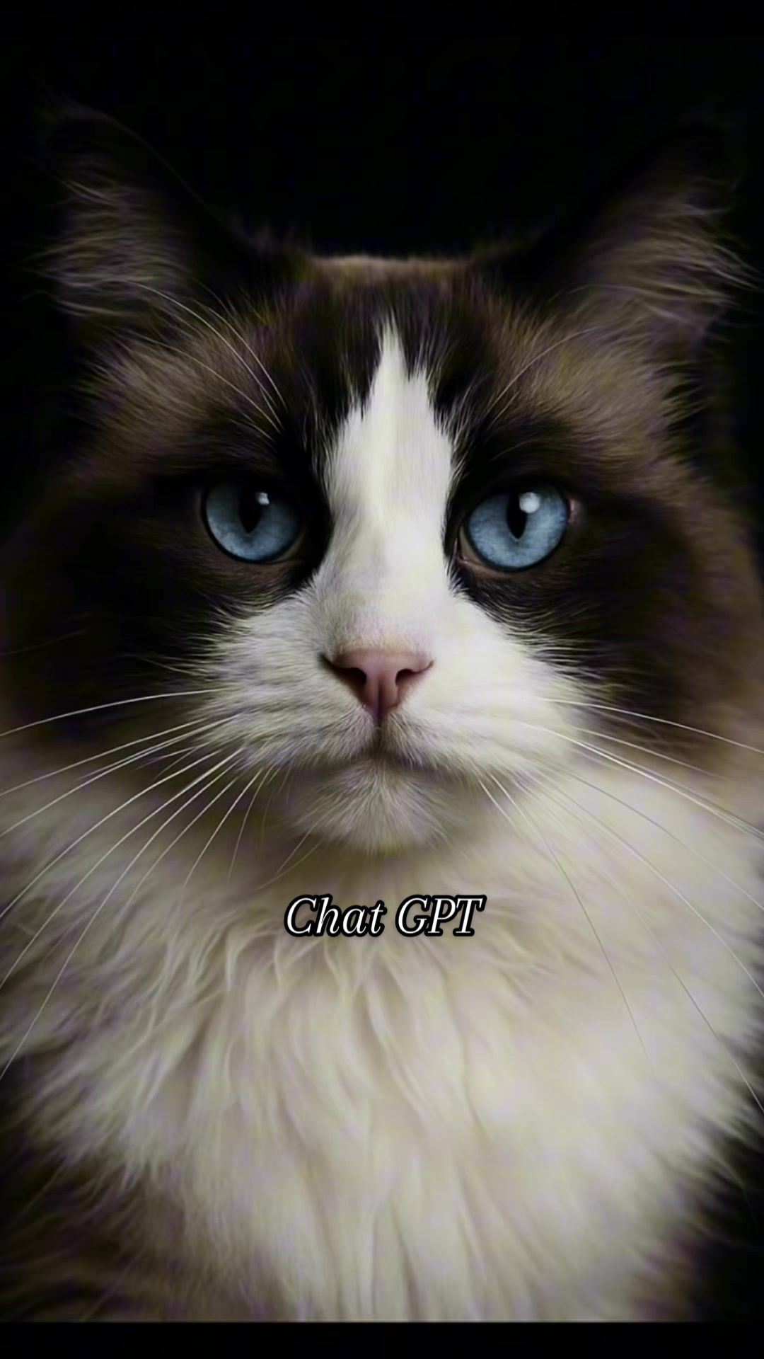 @Ted the ragdoll cat 🐾