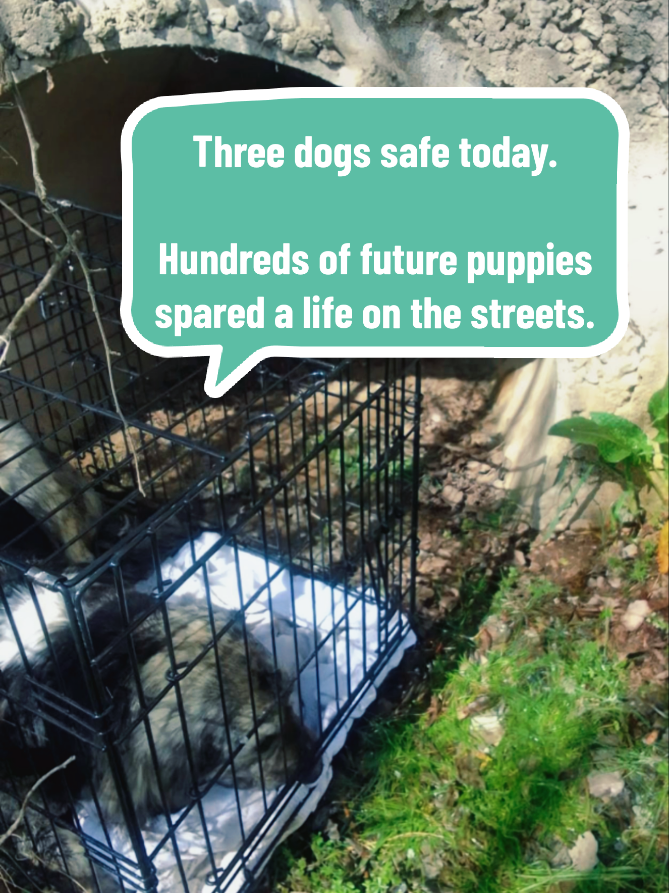 @Greek Animal Rescue
