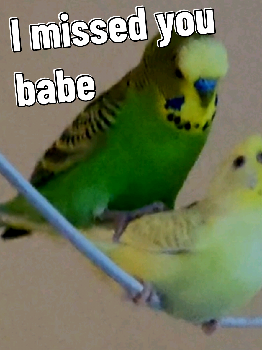 @Taha the Budgie