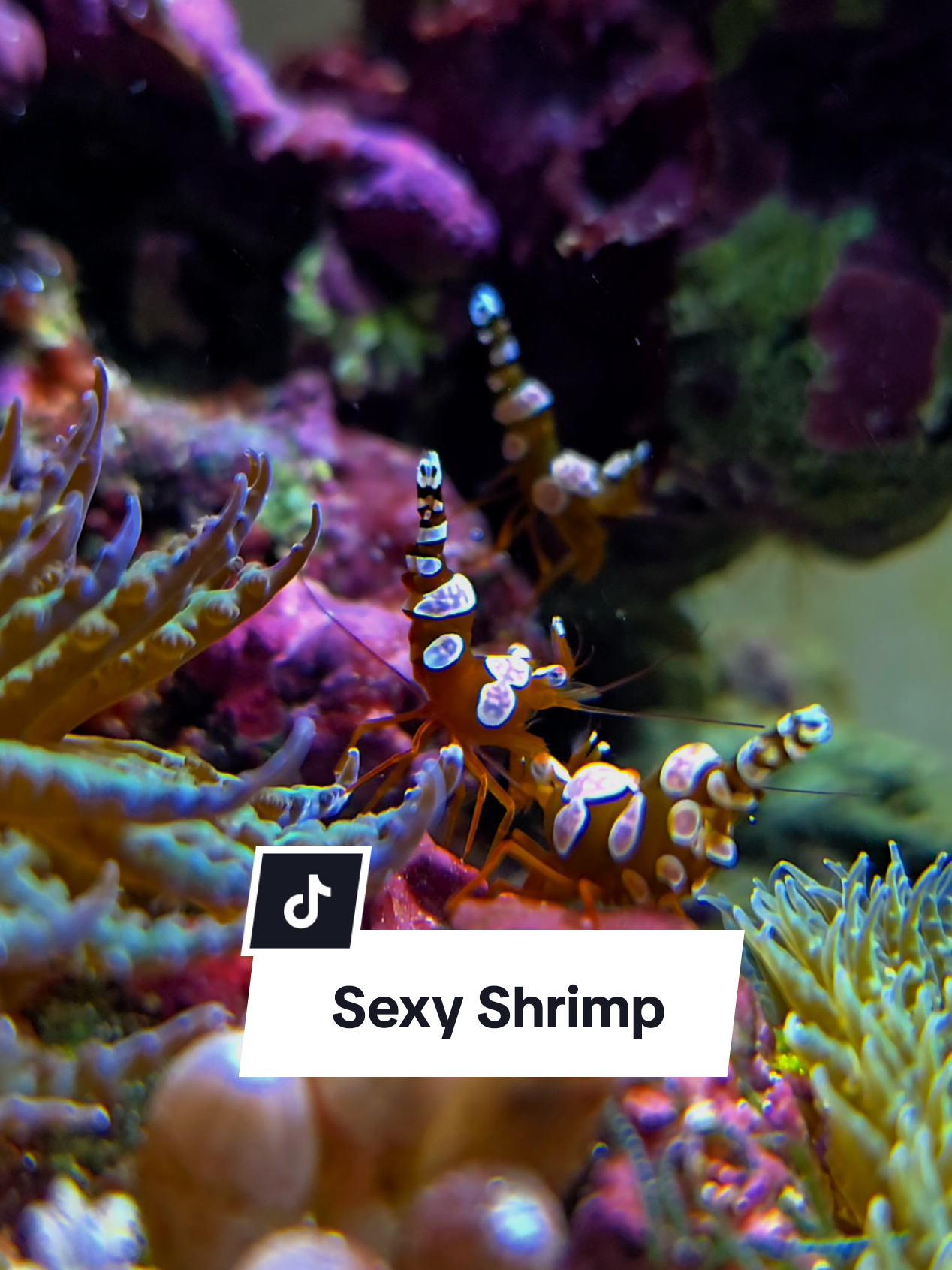 @SomersetShrimpShack