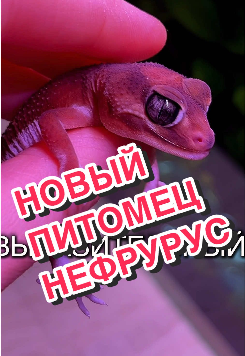 @🦎❤️Геля и питомцы❤️🦎