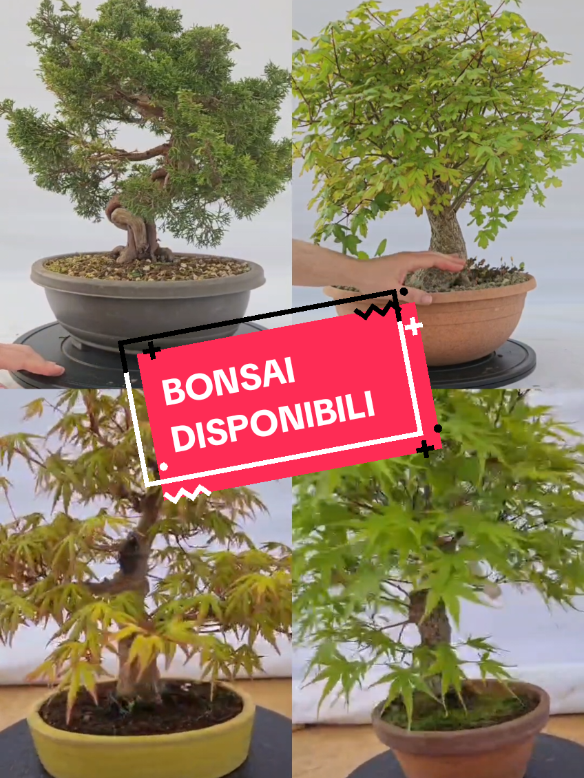 @BONS A.I.