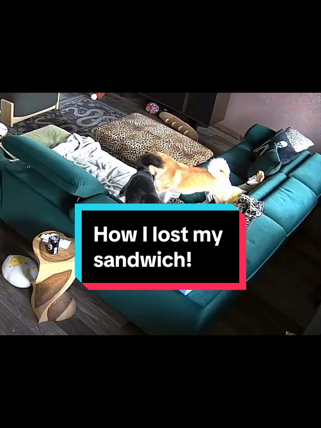 @Life with Shibas