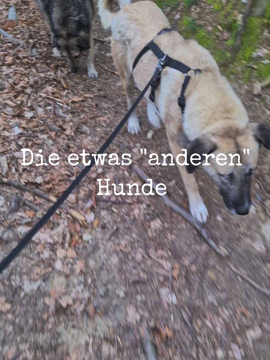 @Handicap.dogs.on.tour.
