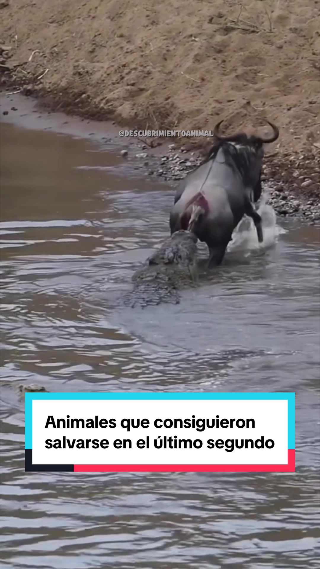 @Descubrimientoanimal