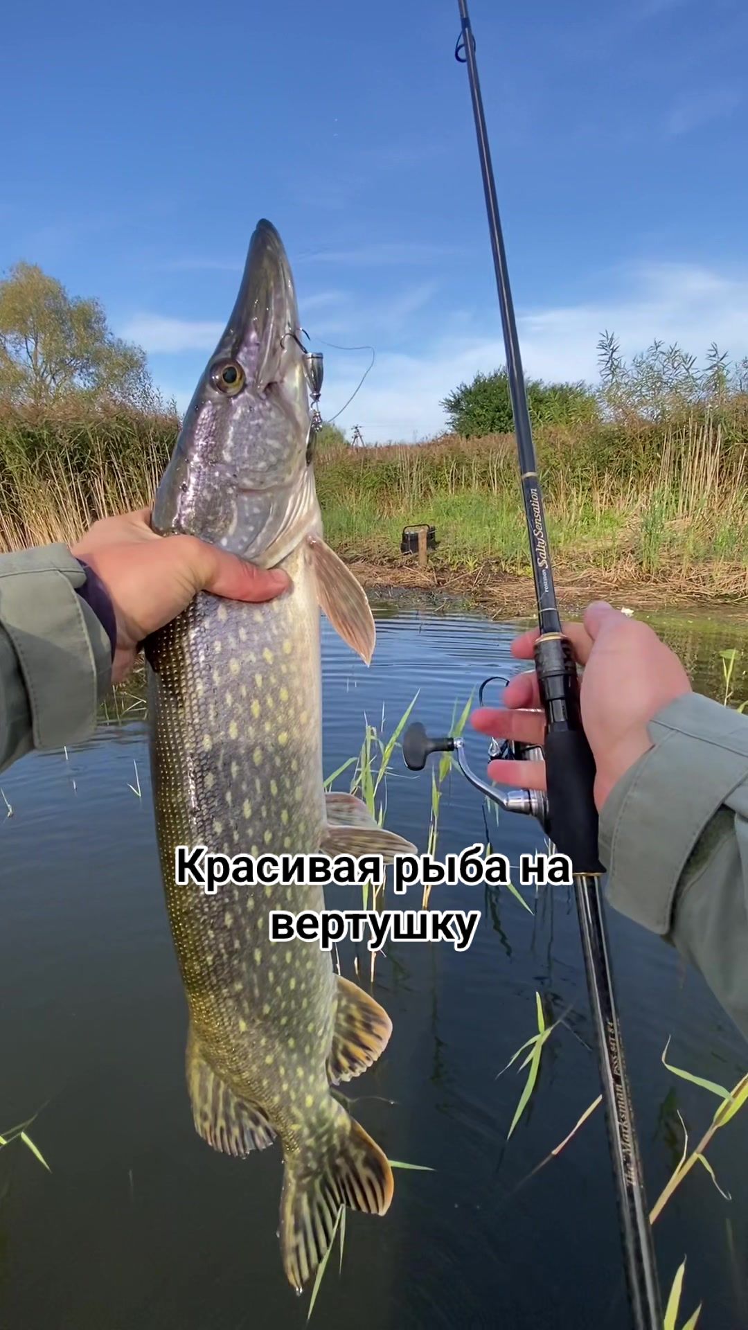 @Ace.fishing