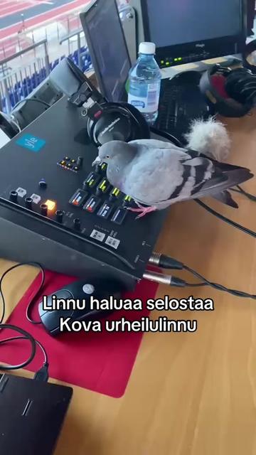 @Yle Urheilu