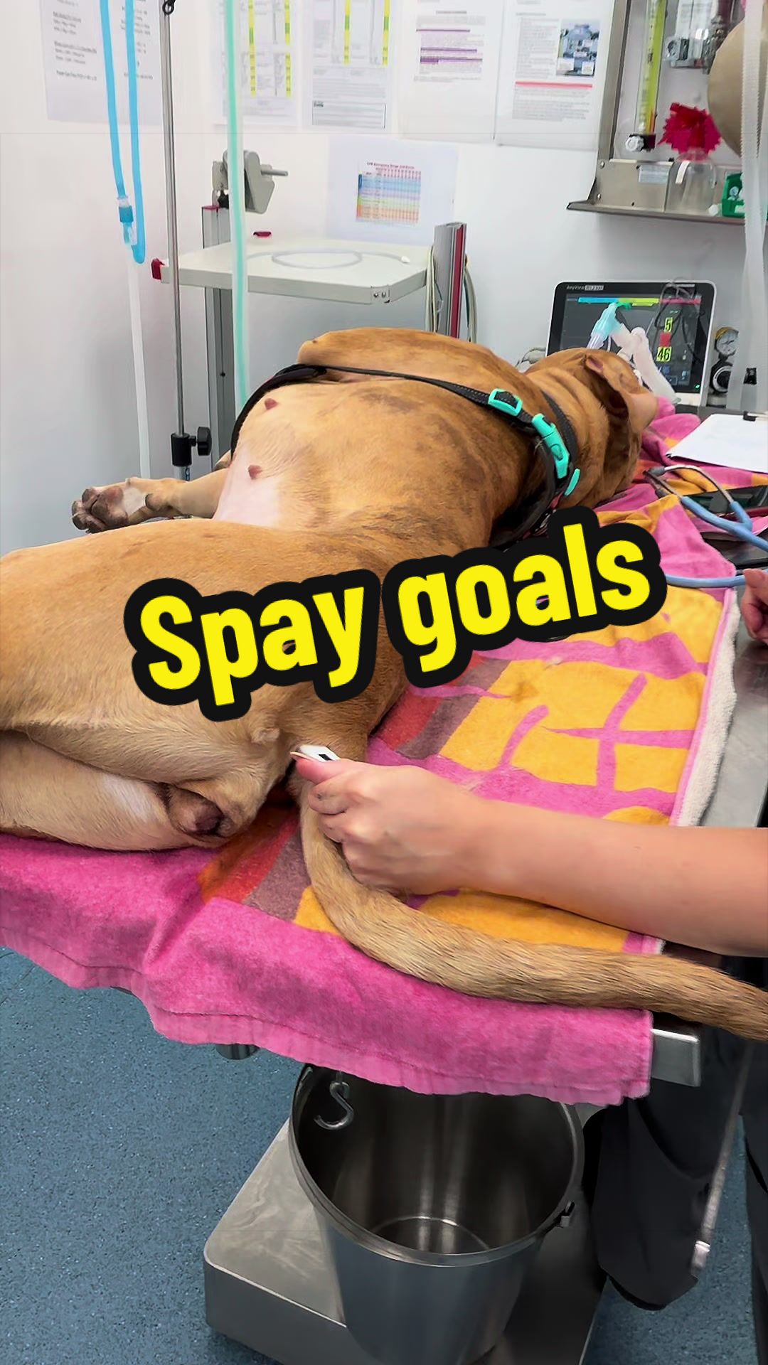 @Tomasthevet