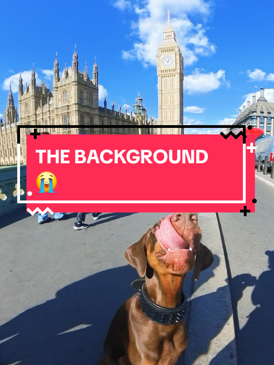 @Juno | The London Doberman