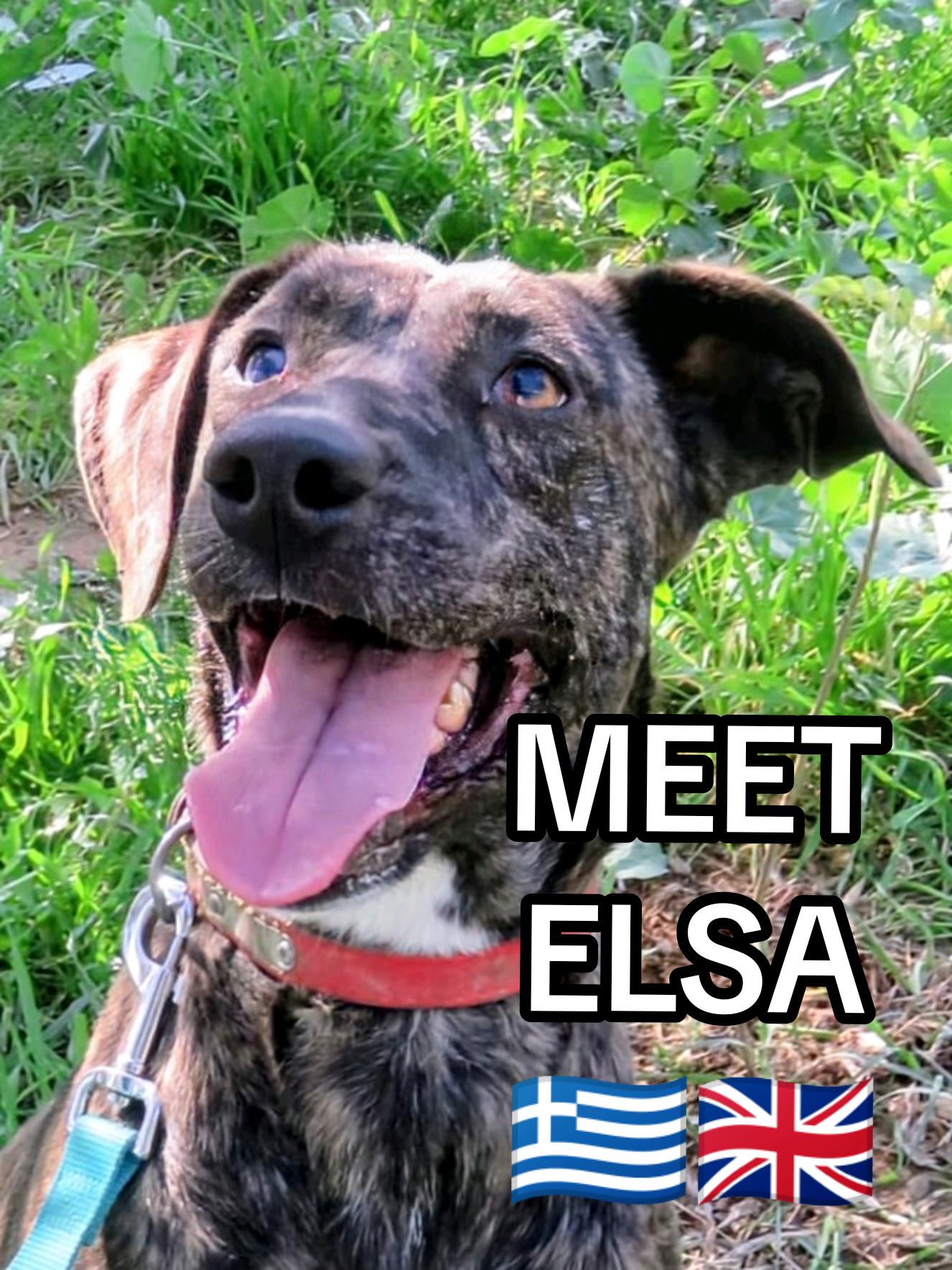 @Greek Animal Rescue