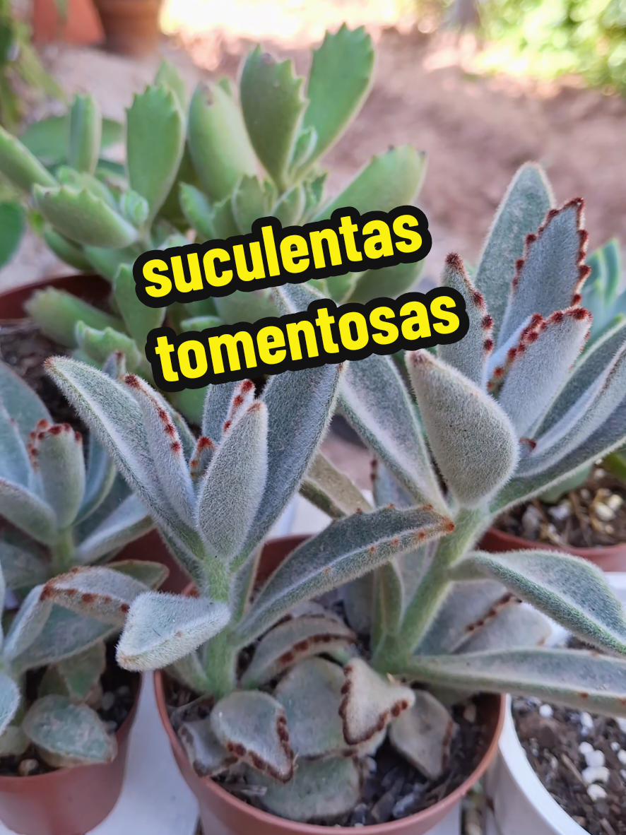 @Succulent_ninja