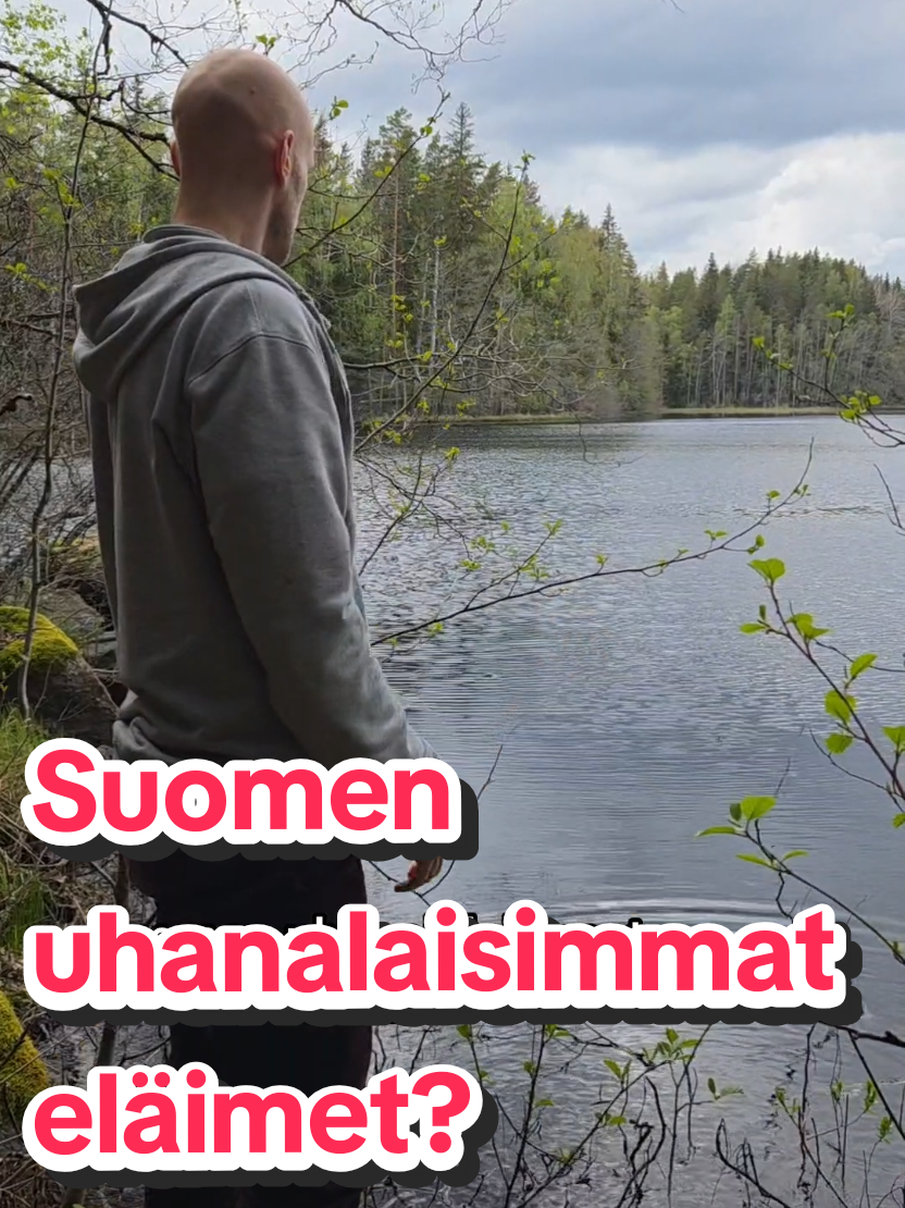 @Vesko