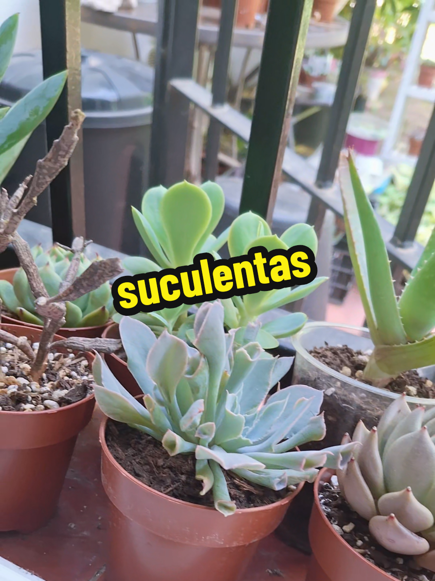 @Succulent_ninja