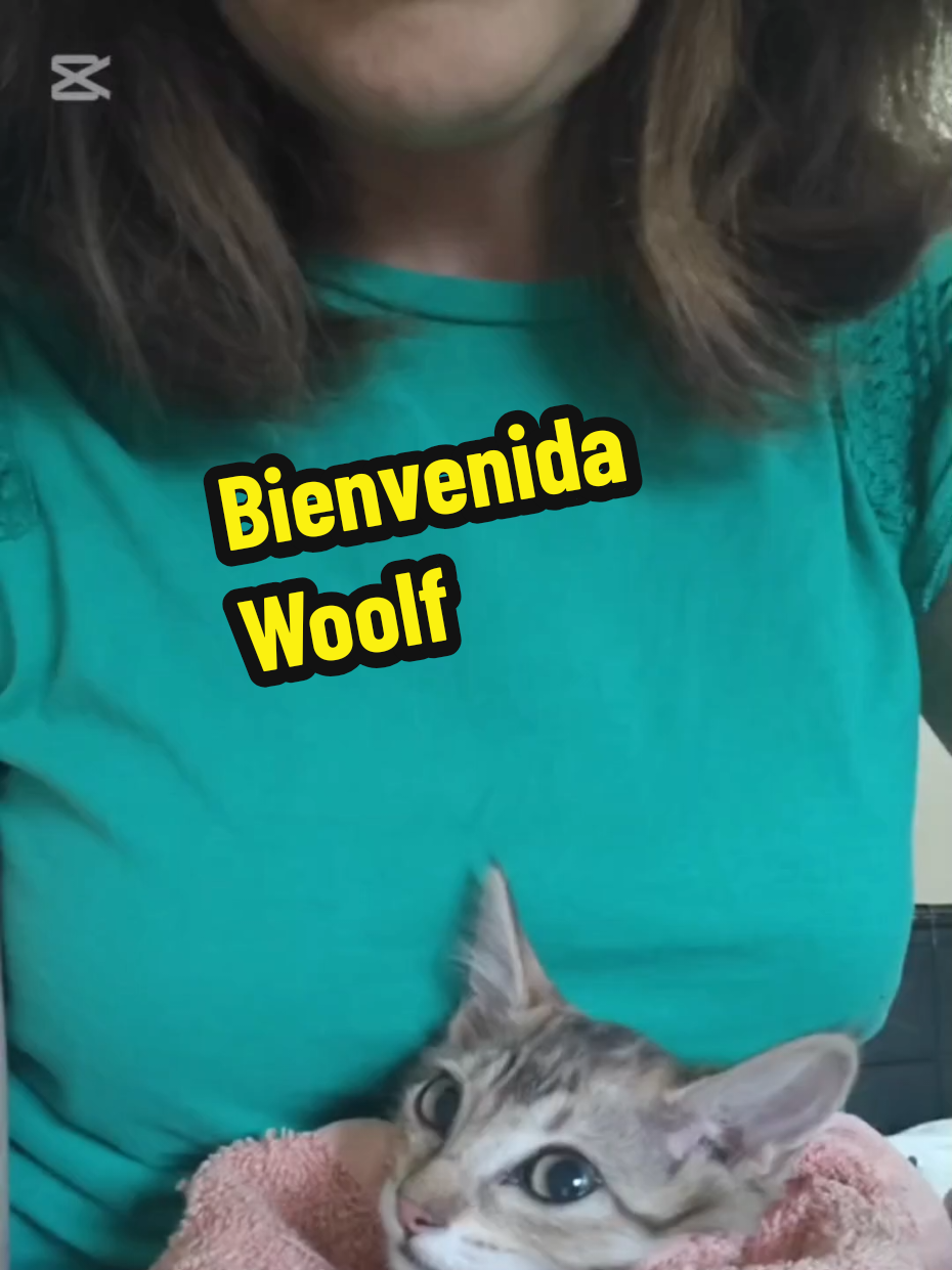 @enGatadas