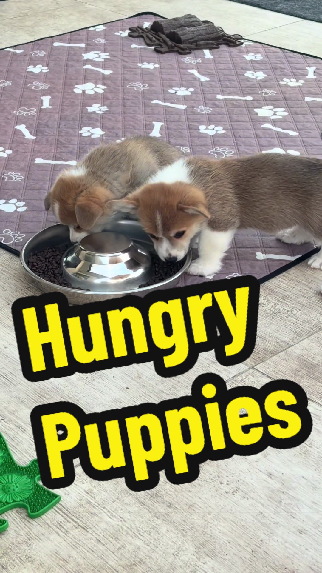 @BB fast dogs