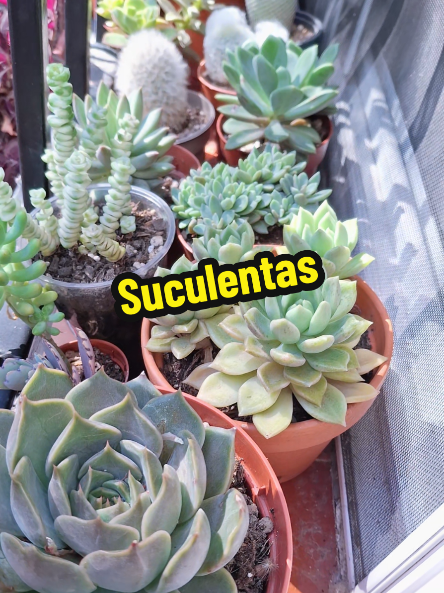 @Succulent_ninja