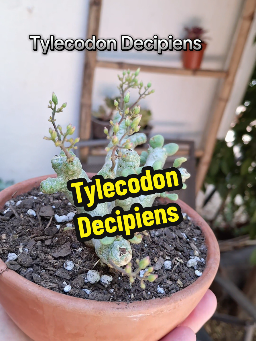 @Succulent_ninja