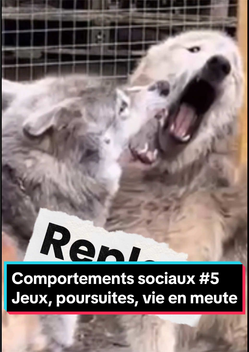@🐺 Ragnar_et_sa_meute 🐺
