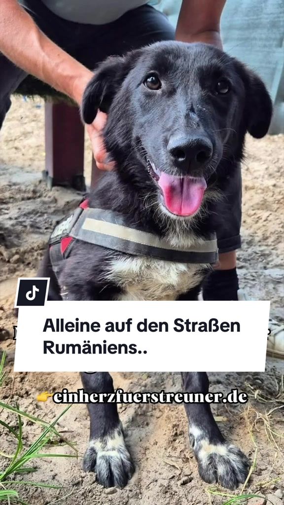 @Ein Herz für Streuner e.V.