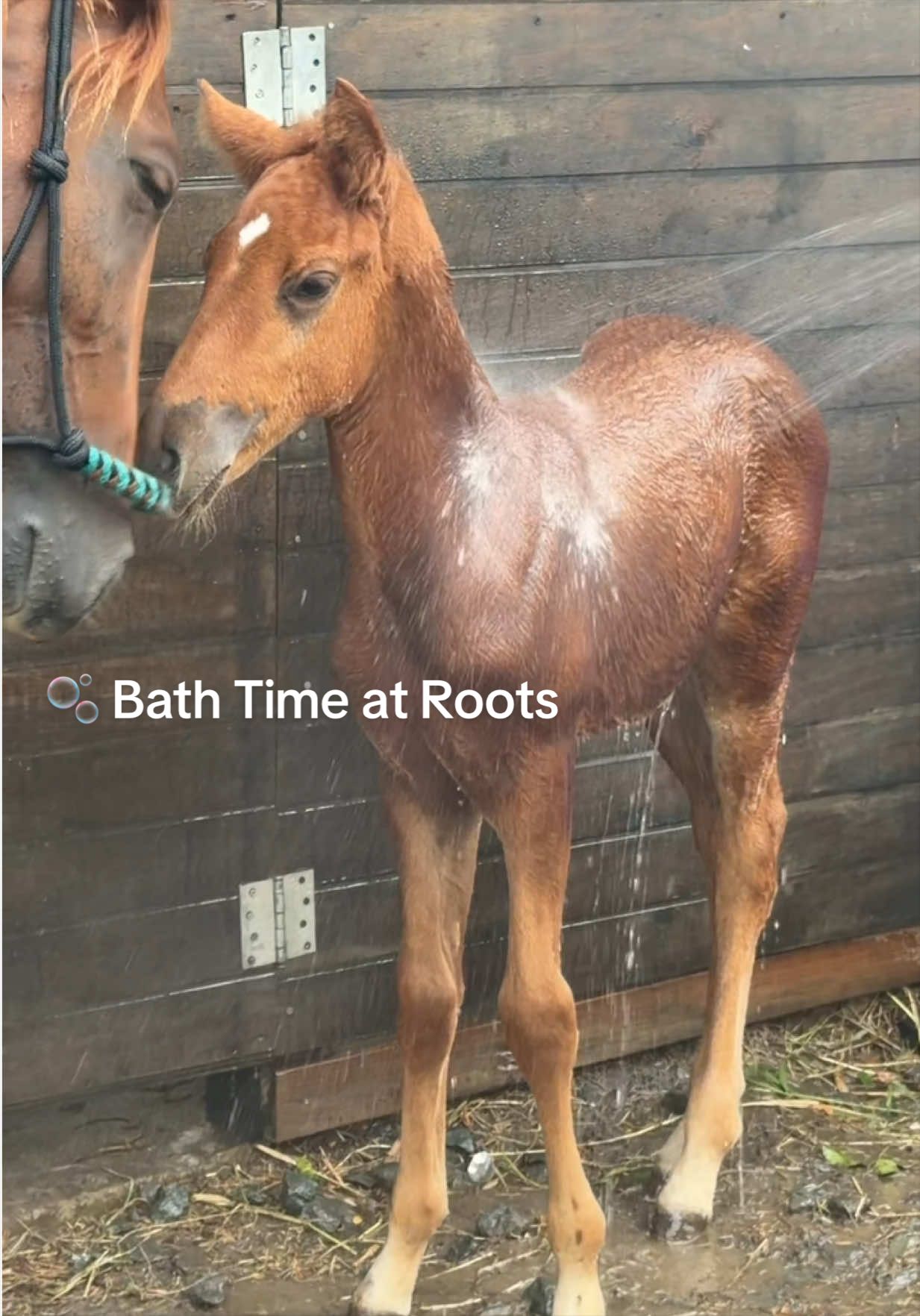 @roots_riding_stables