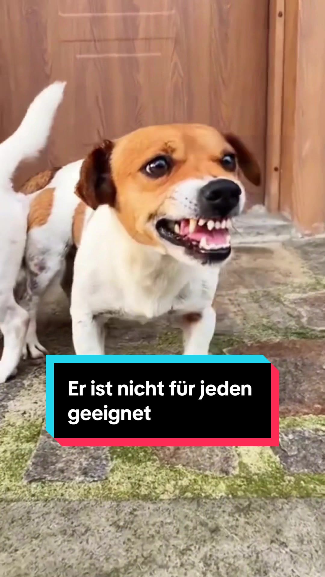 @Tiere kennen🐾