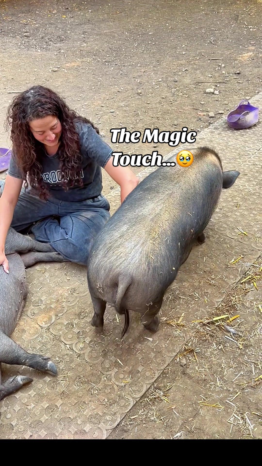 @AhimsaAnimalSanctuaryUK