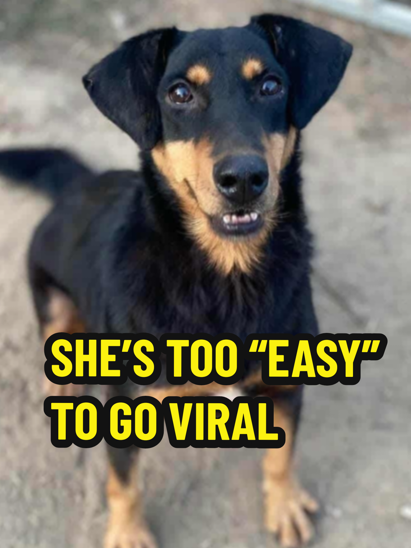 @Greek Animal Rescue