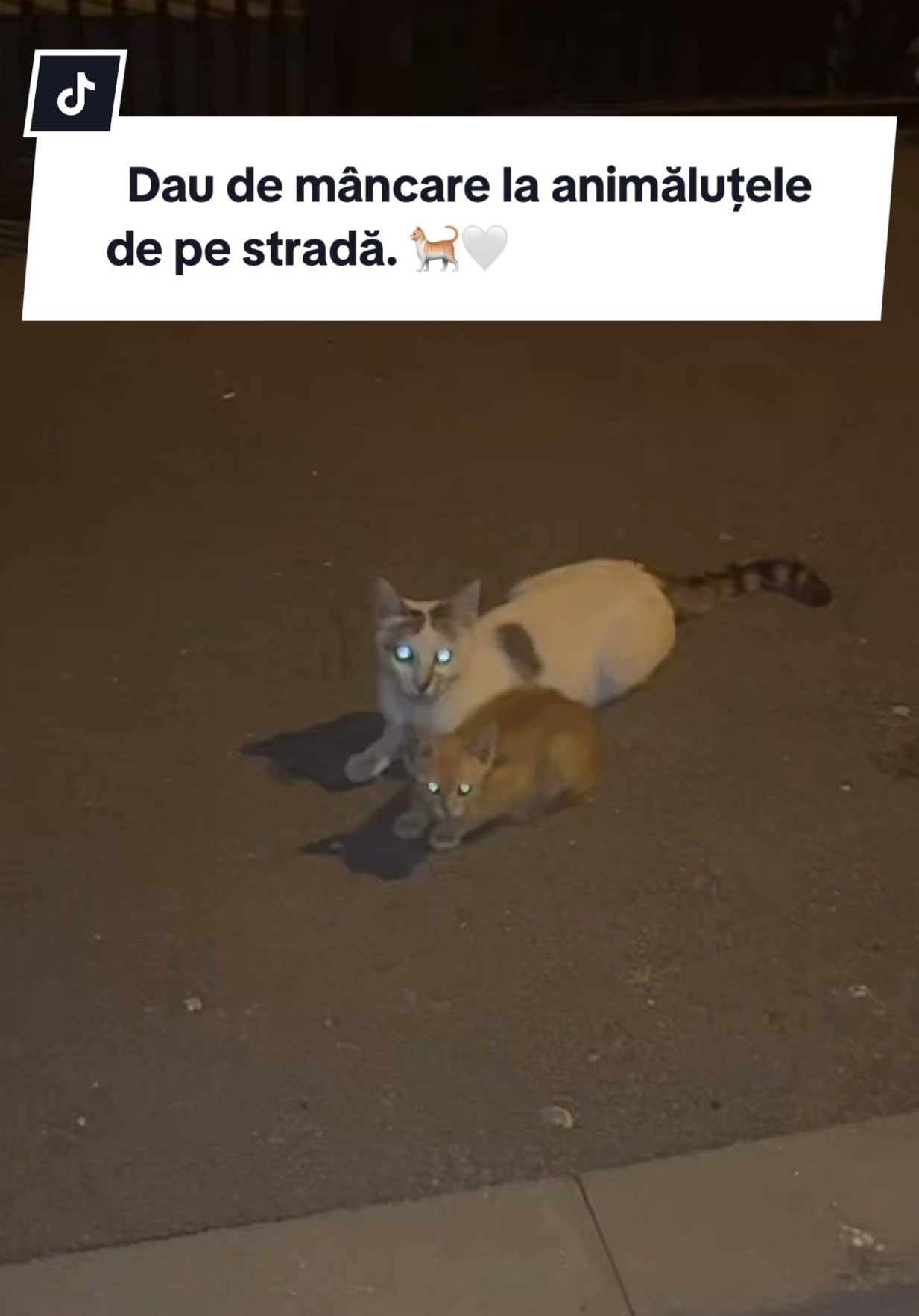 @Cristina Baiaram