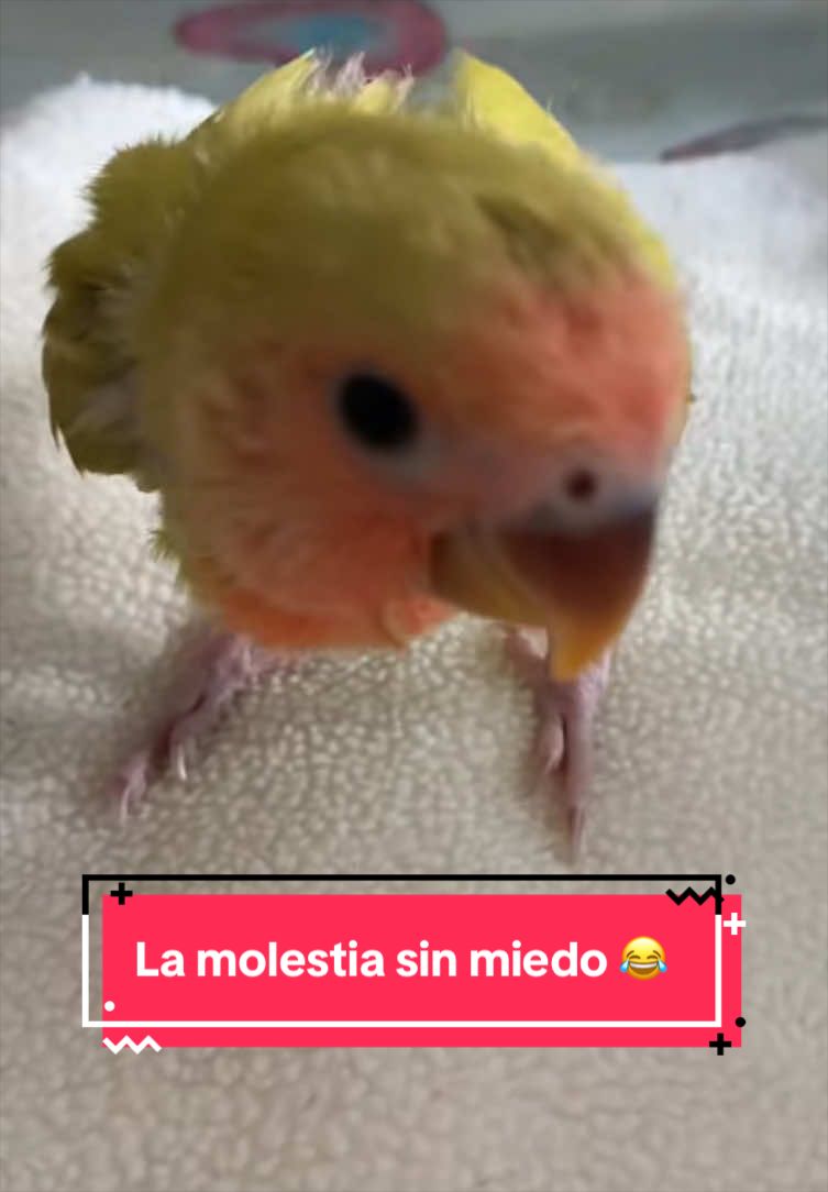 @chip y bella
