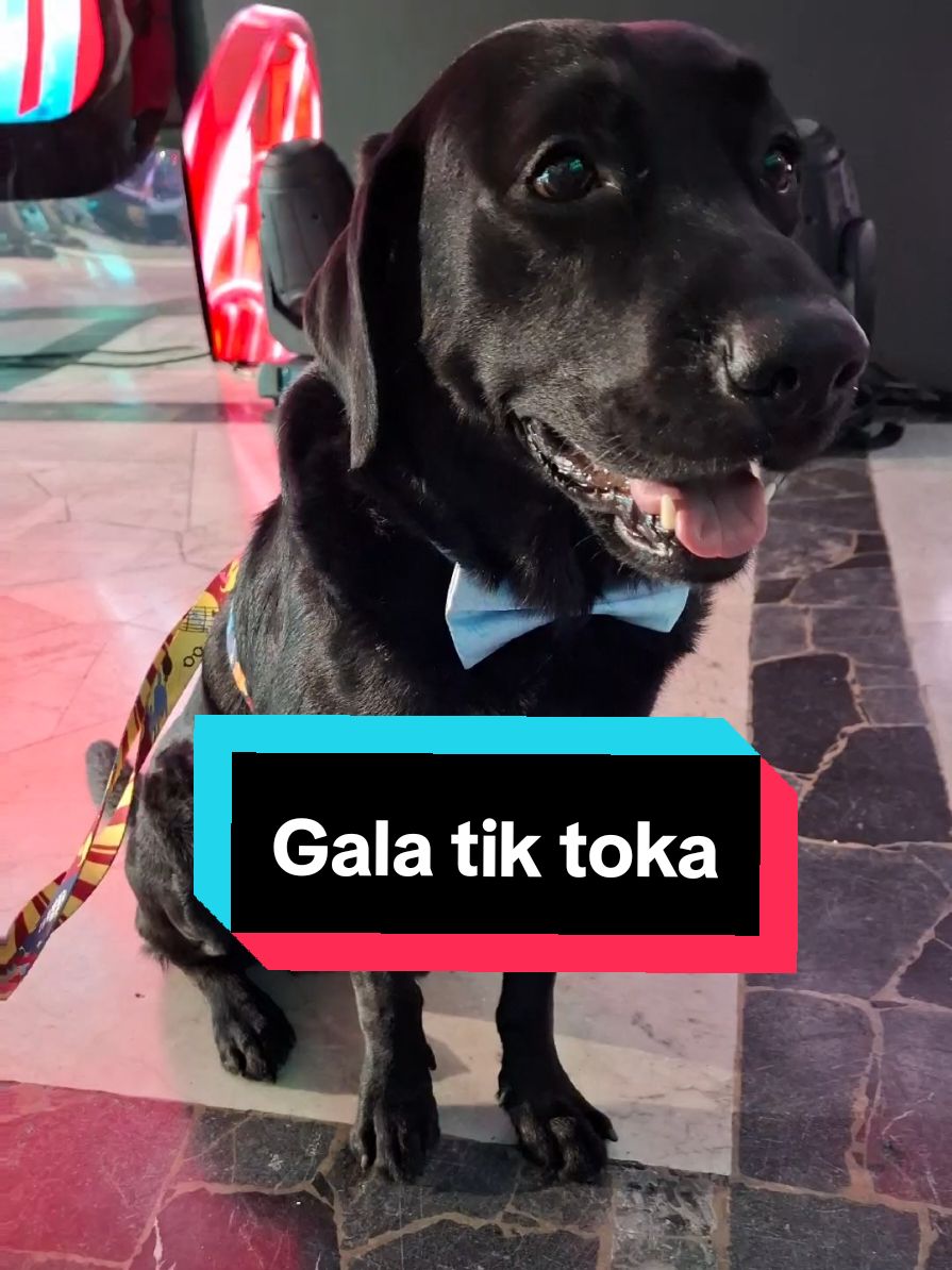 @labidakar