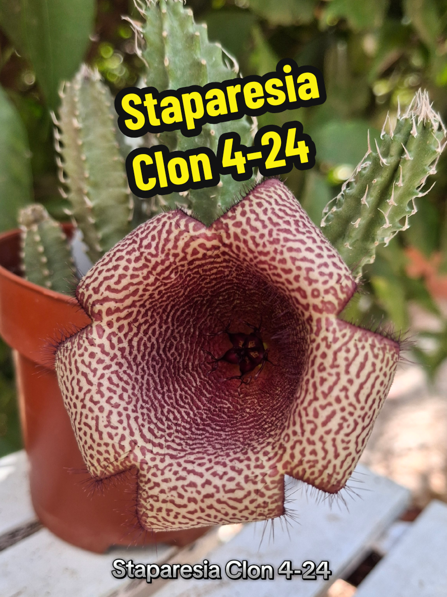 @Succulent_ninja
