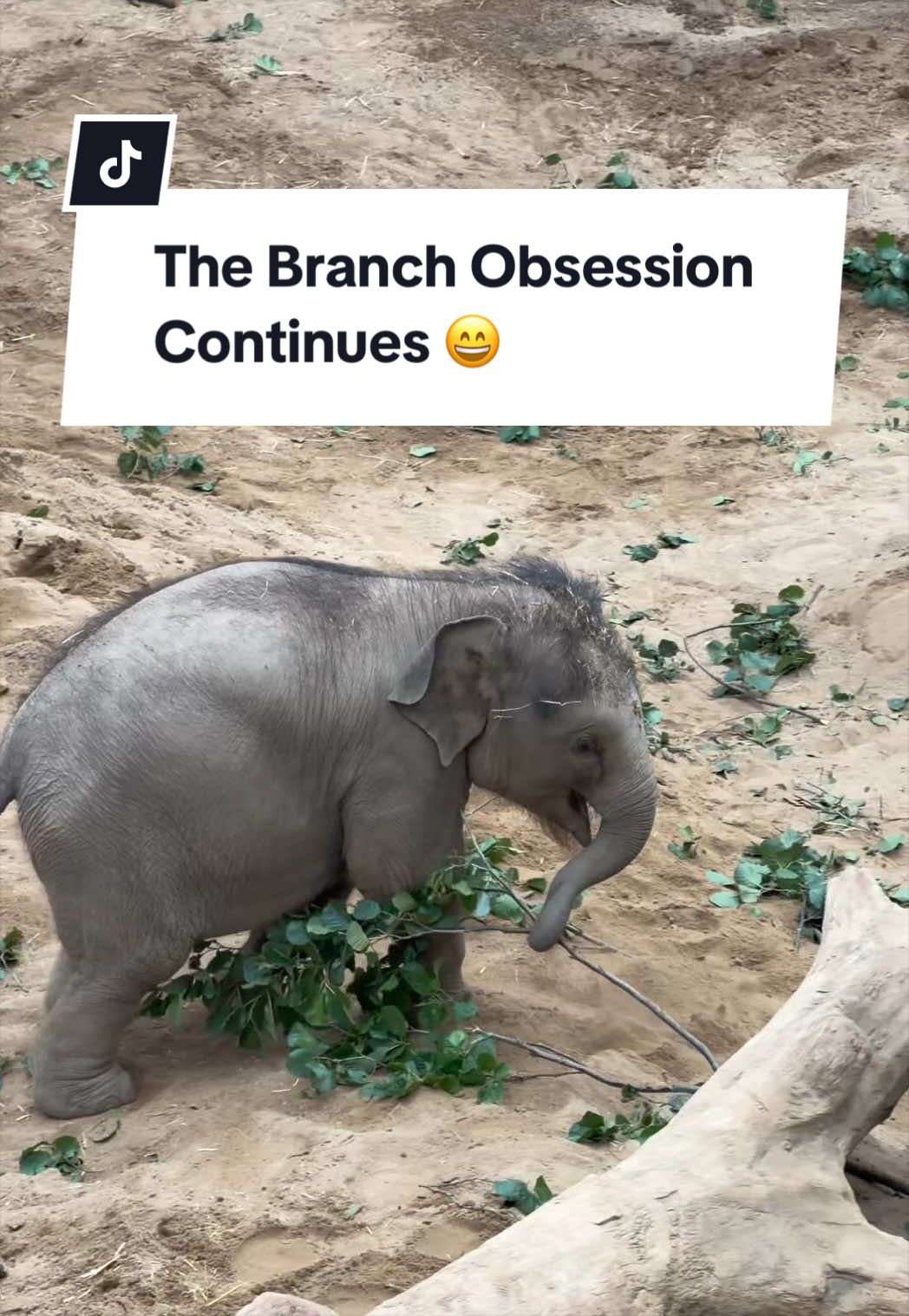 @Animals Travel Adventures