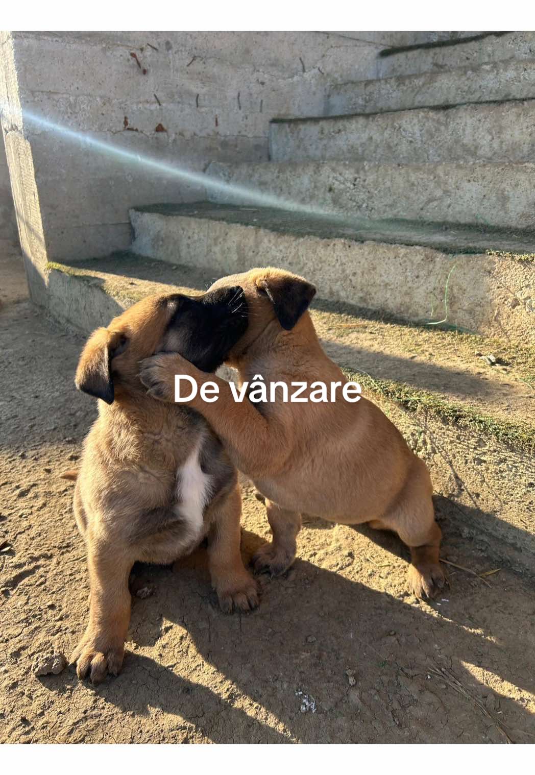 @Rares Drosu