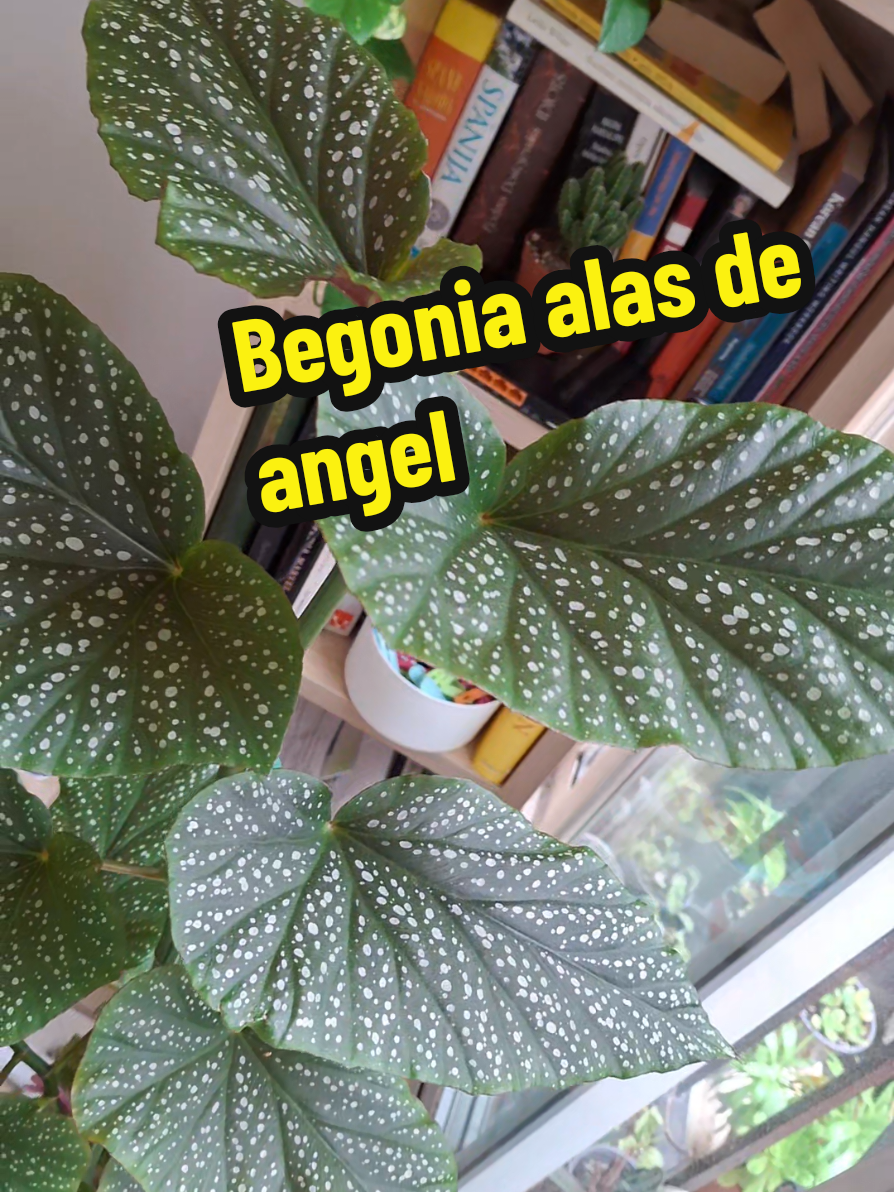@Succulent_ninja