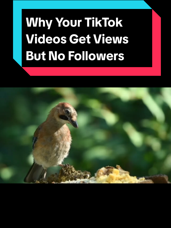 @Tiktok Creator Pilot Program